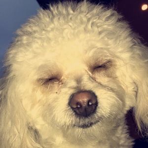 Meet your Posher, Ella•liam